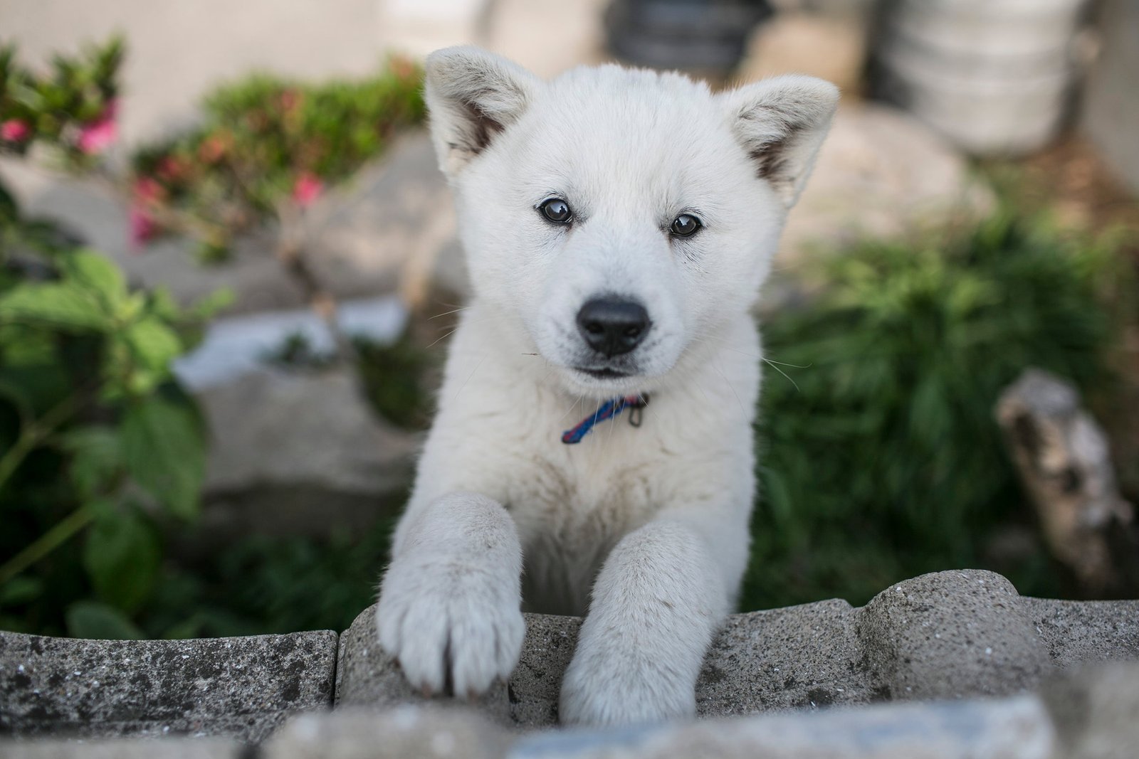 are jindo hypoallergenic