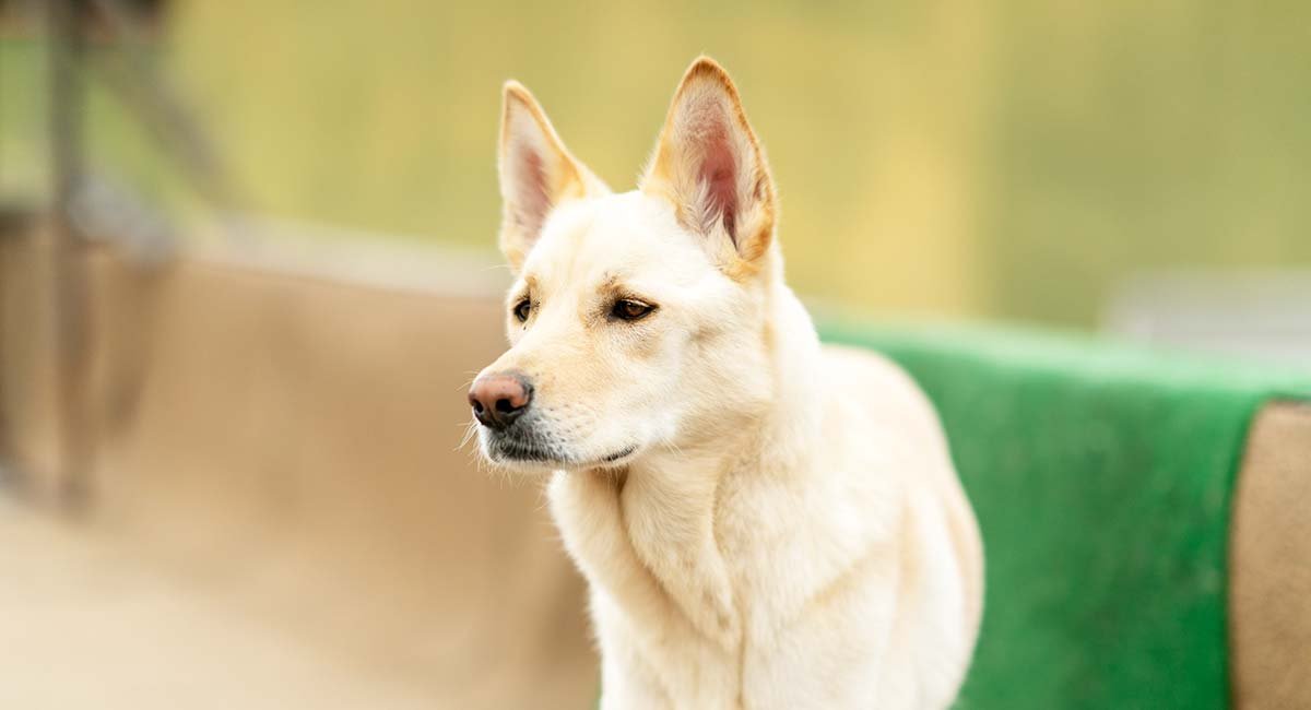 are jindo hypoallergenic