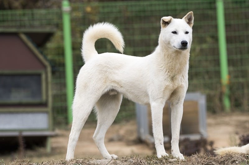 are jindo hypoallergenic