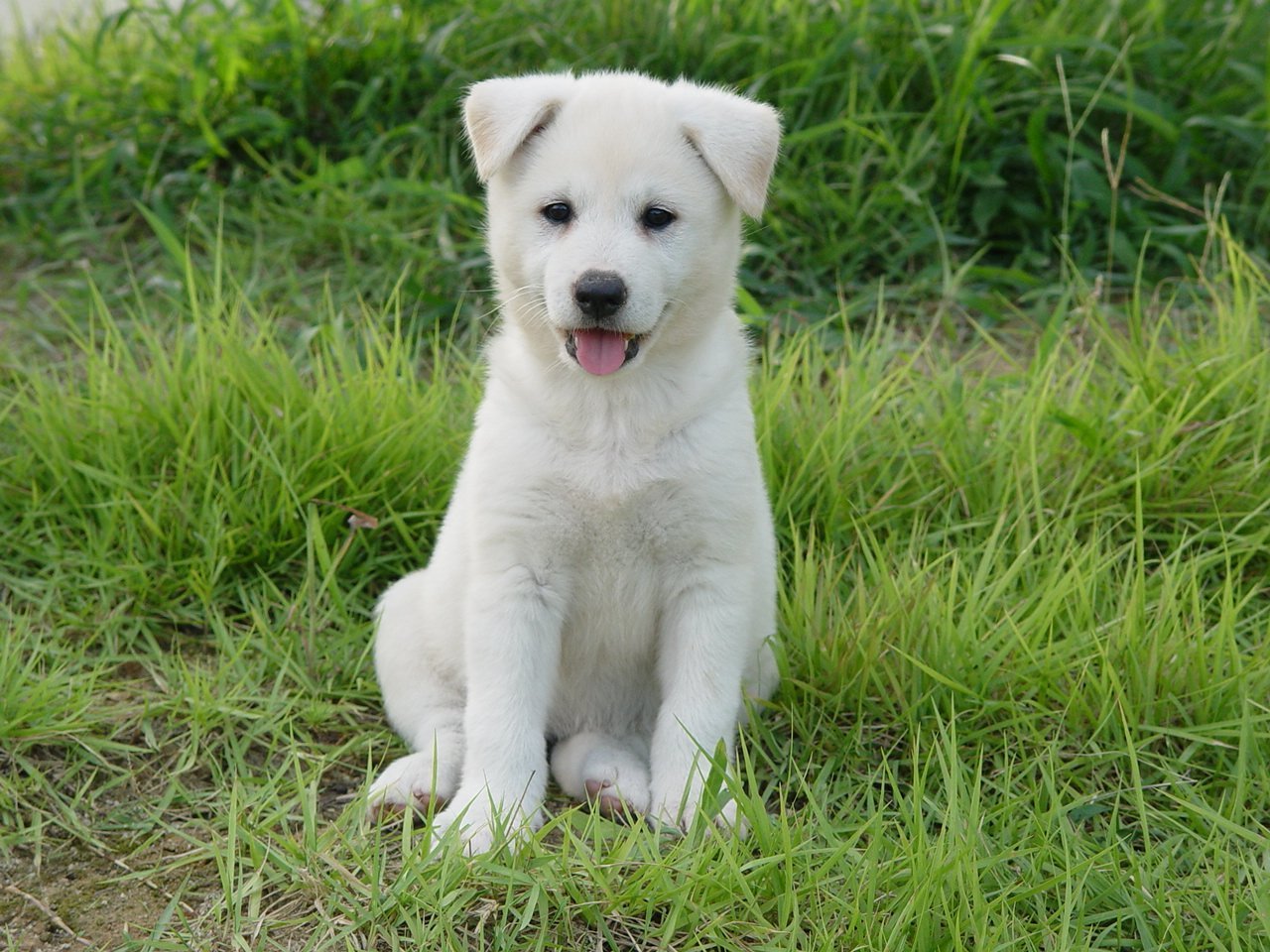 are jindo hypoallergenic