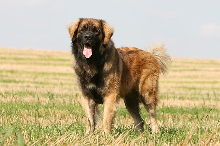 Leonberger: History, Temperament, Care, Training, Diet, Pictures