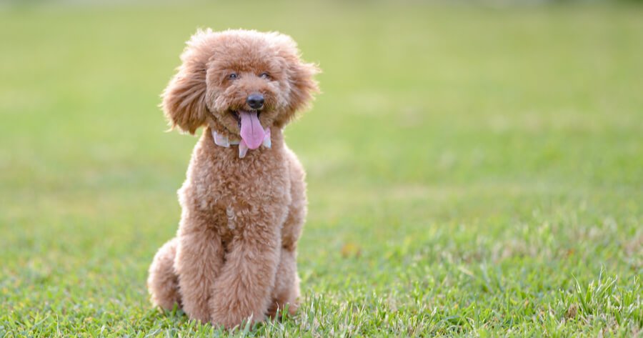 Lhasa Poo : History, Temperament, Care, Training, Feeding & Pictures