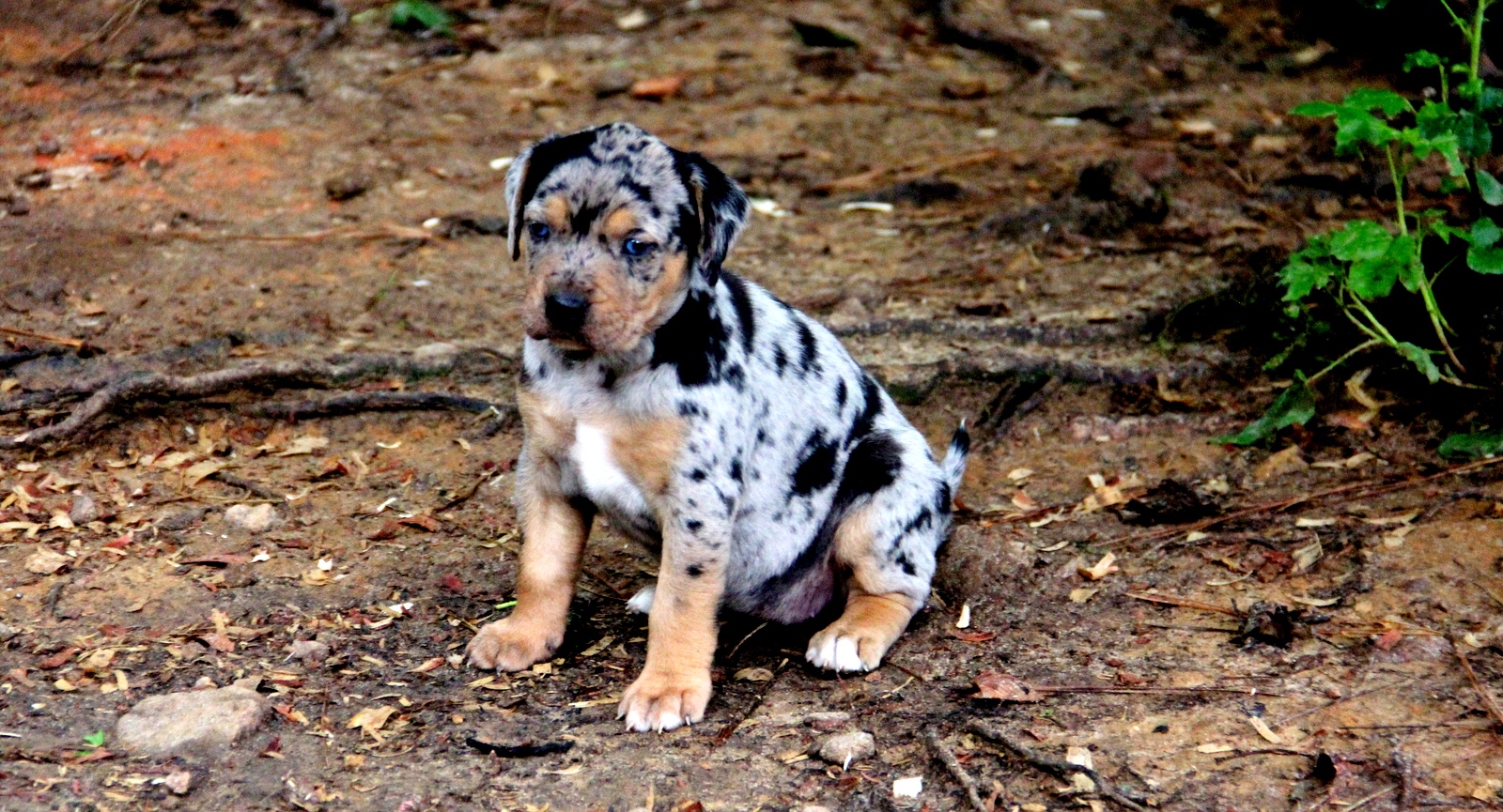 Louisiana Catahoula Leopard Dog (Catahoula Cur) : History, Temperament ...