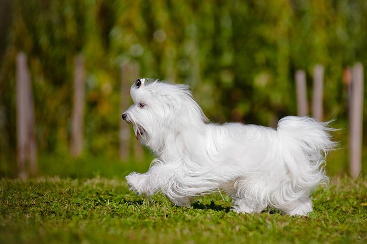 Maltese : History, Temperament, Care, Training, Feeding & Pictures