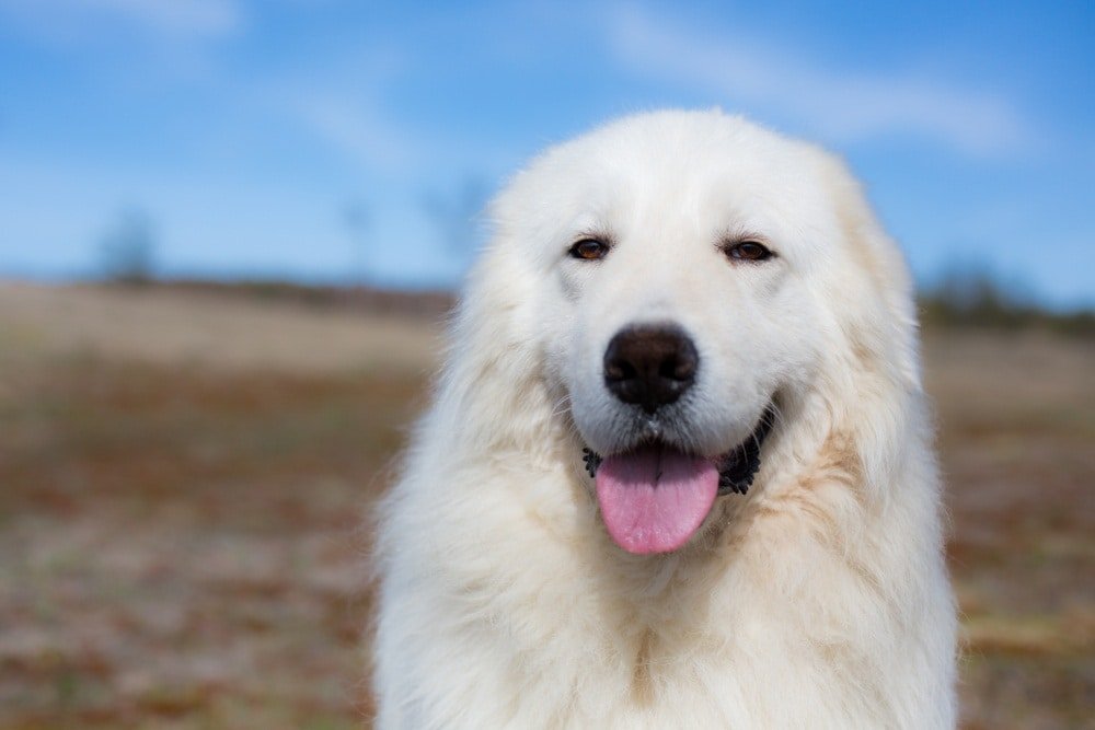 Maremma Sheepdog : History, Temperament, Care, Training, Feeding & Pictures