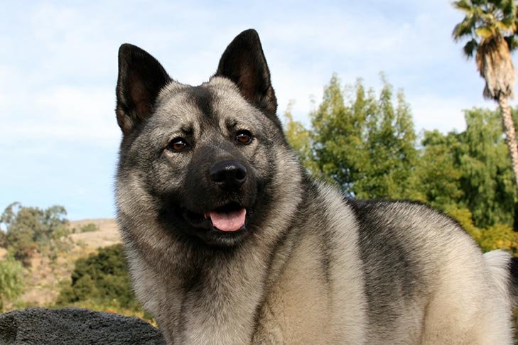 Norwegian Elkhound History Temperament Care Training Feeding Pictures