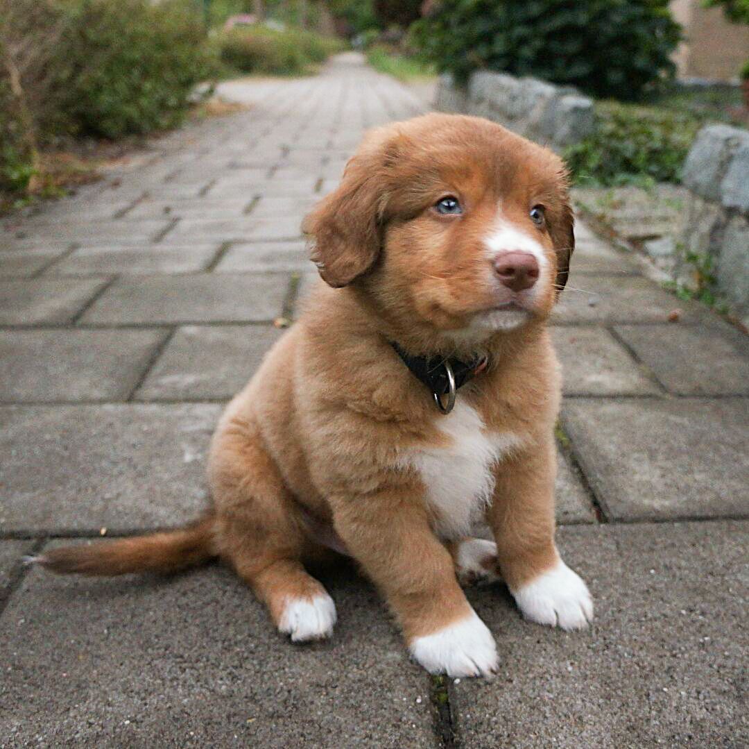 Nova Scotia Duck Retriever: History, Temperament, Care, Training ...