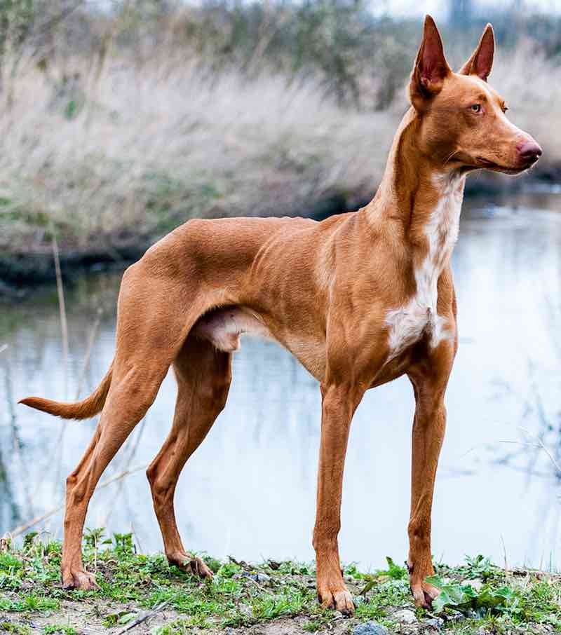 pharaoh hound puppy was born with blue eyes