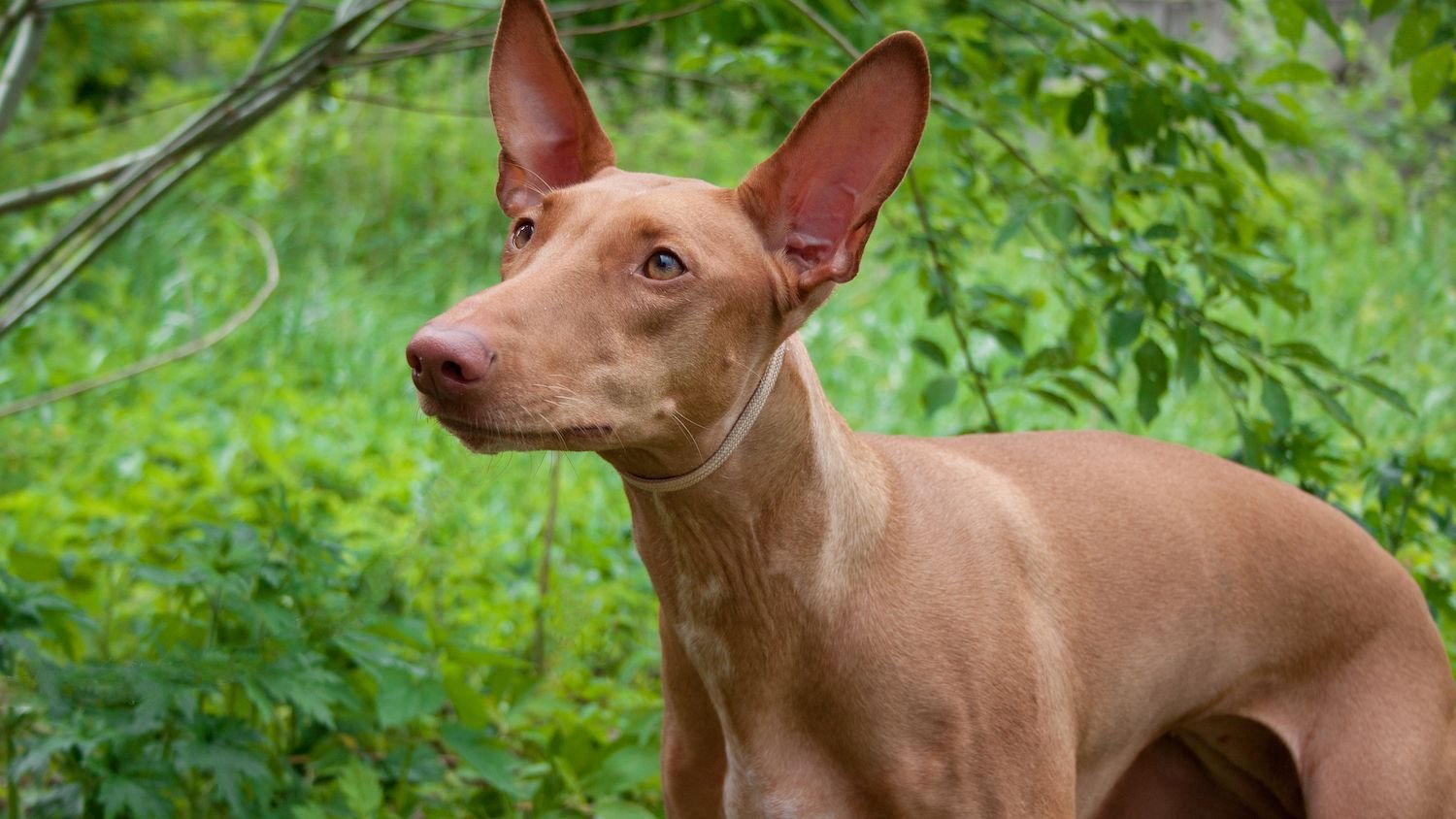 pharaoh hound puppy was born with blue eyes