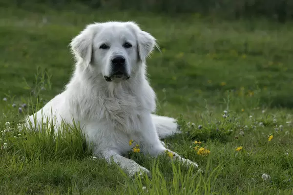 are polish tatra sheepdogs good with other dogs