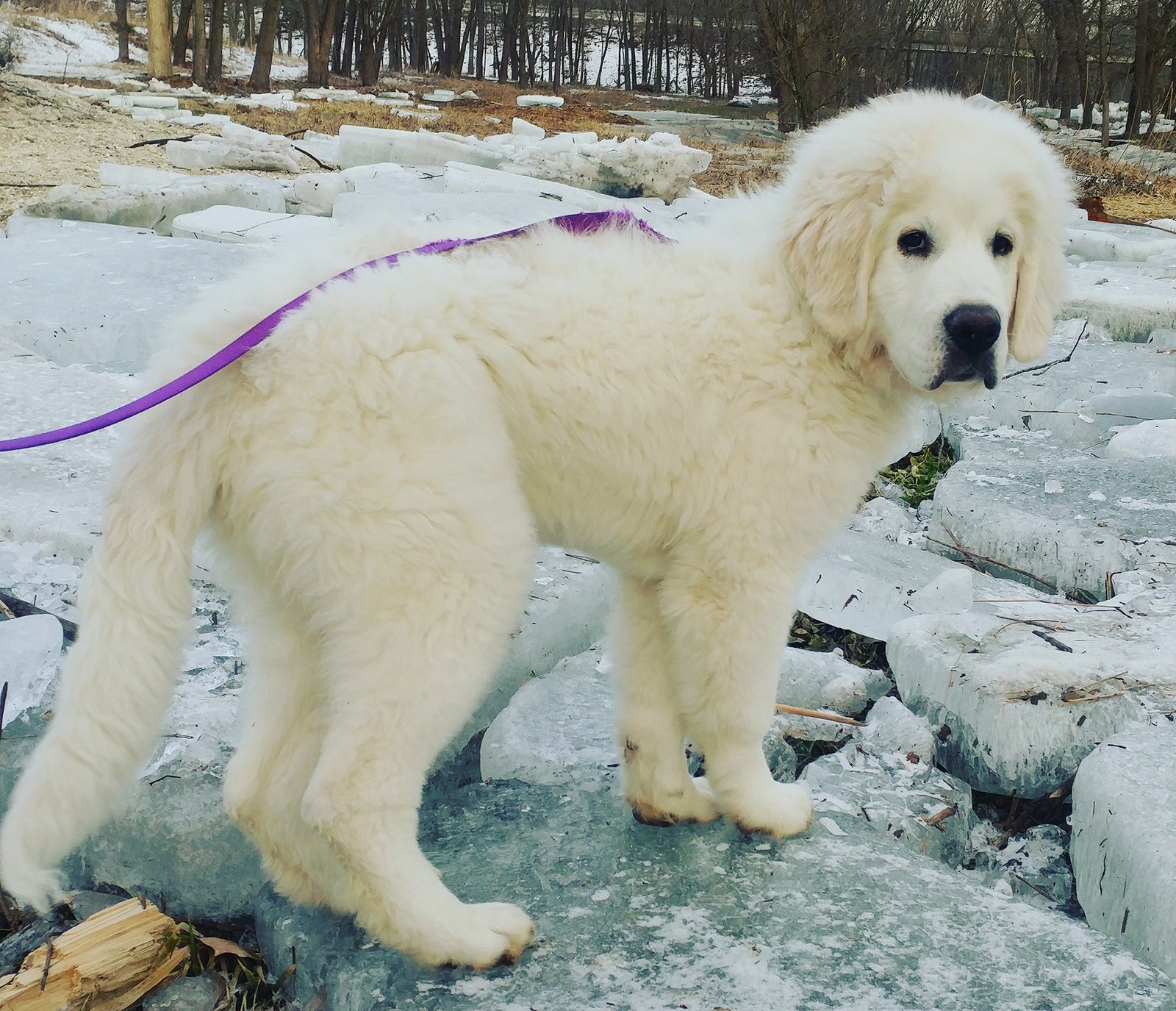 are polish tatra sheepdogs hypoallergenic