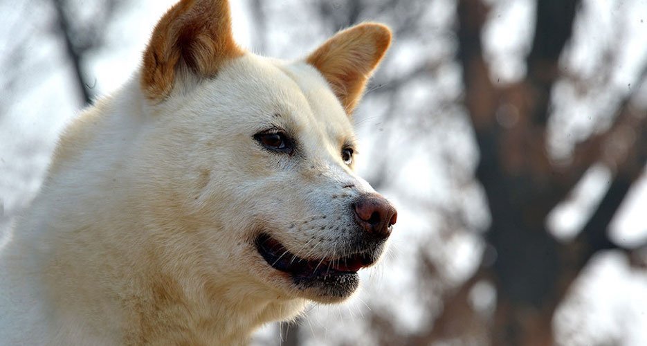 what are the rules for keeping a pungsan dog in austria