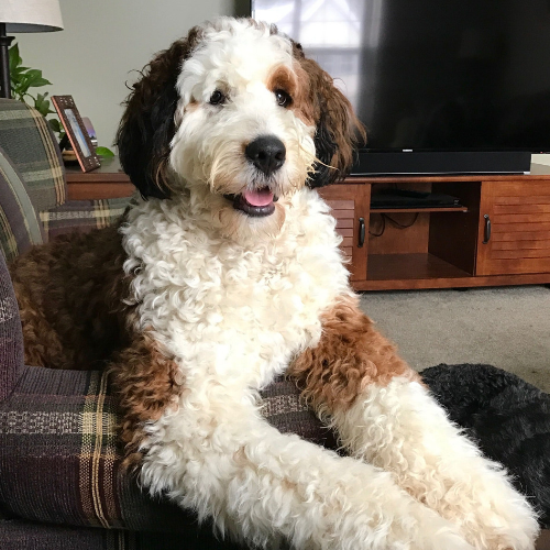 Saint Berdoodle : History, Temperament, Care, Training, Feeding & Pictures