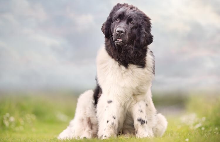 Saint Berdoodle : History, Temperament, Care, Training, Feeding & Pictures