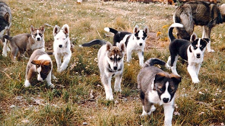 are seppala siberian sleddogs intelligent dogs