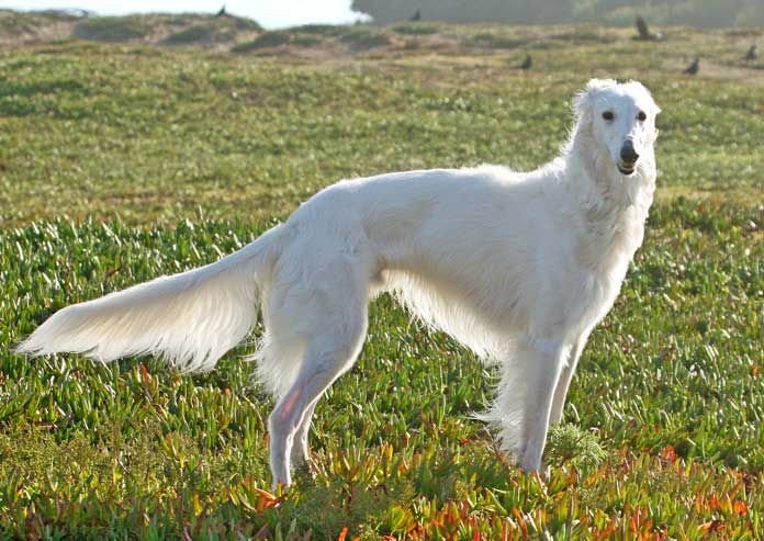 are silken windhounds easy to train