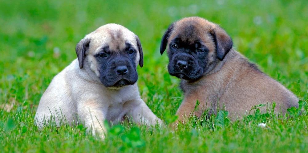 are spanish mastiffs friendly or aggressive with strangers