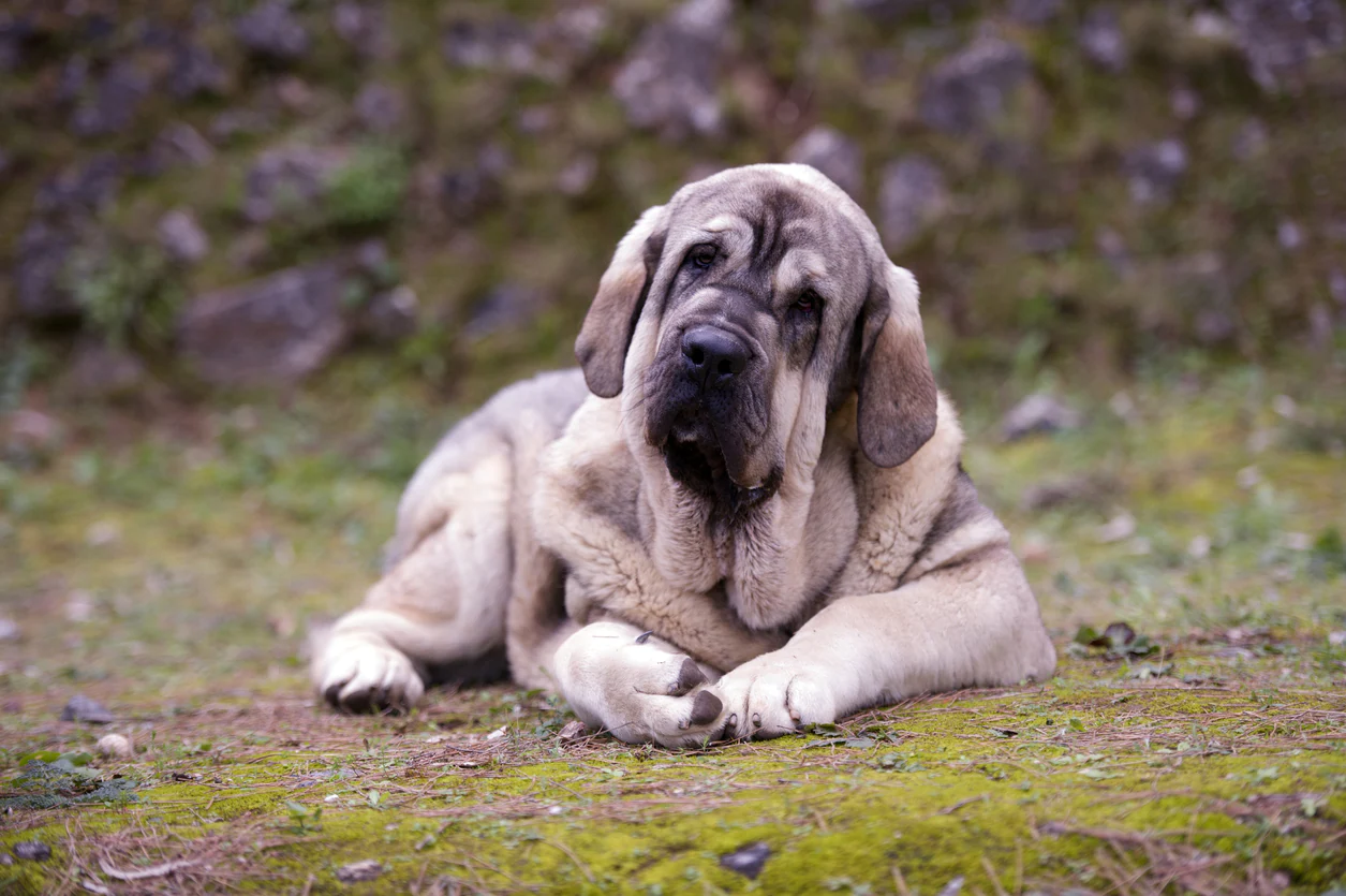 are spanish mastiffs friendly or aggressive with strangers