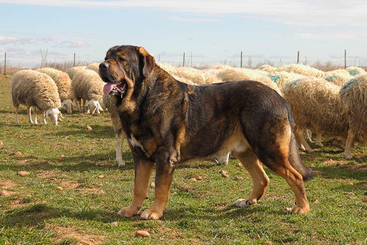 are spanish mastiffs friendly or aggressive with strangers