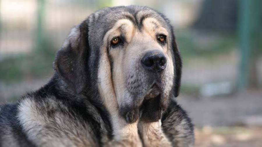 are spanish mastiffs friendly or aggressive with strangers