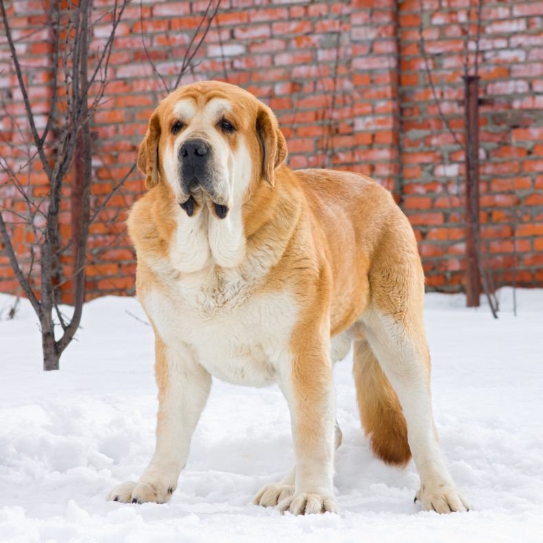 are spanish mastiffs friendly or aggressive with strangers