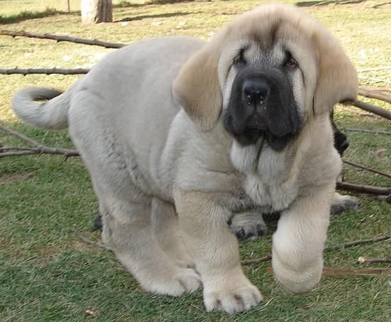 can a spanish mastiff live in spain