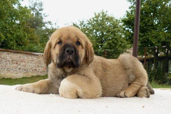 are spanish mastiffs friendly or aggressive with strangers