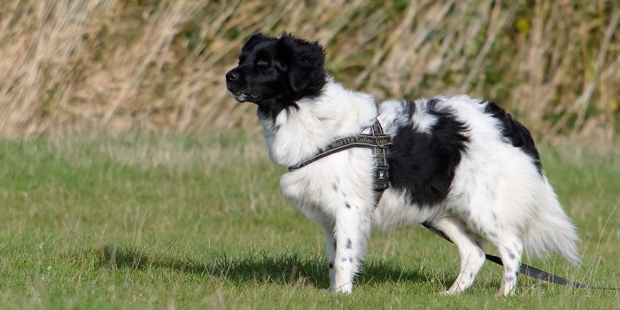 Stabyhoun: History, Temperament, Care, Training, Feeding & Pictures