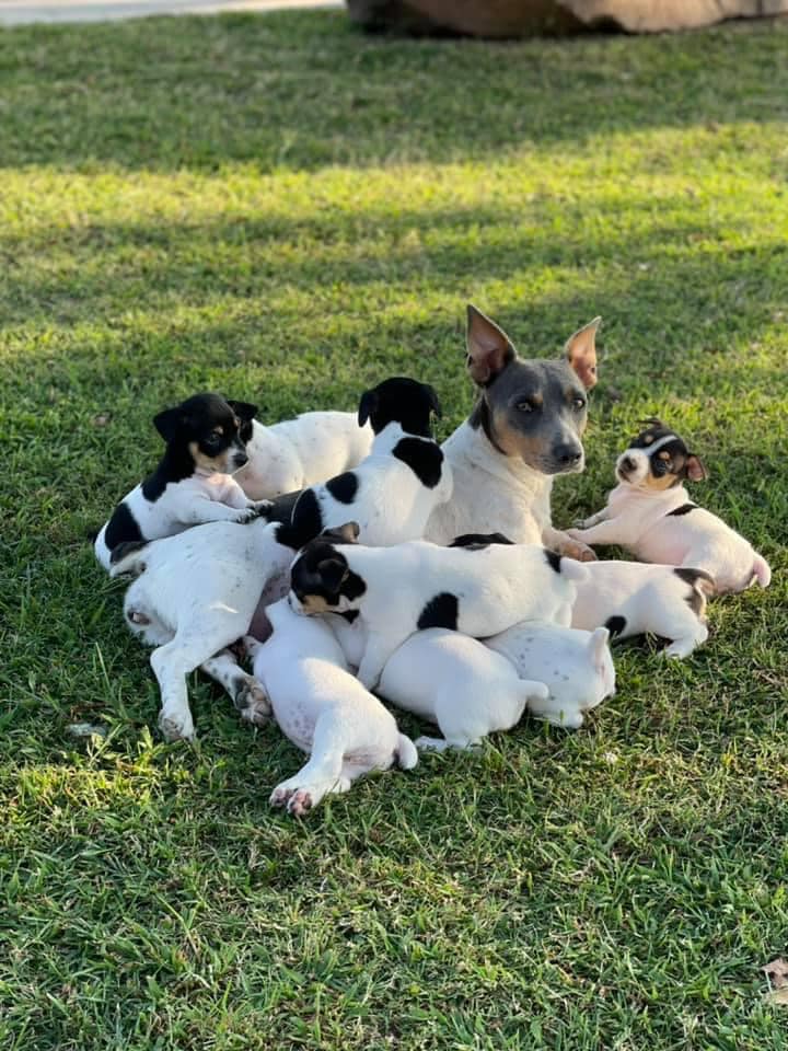 Do Teddy Roosevelt Terrier Like To Cuddle