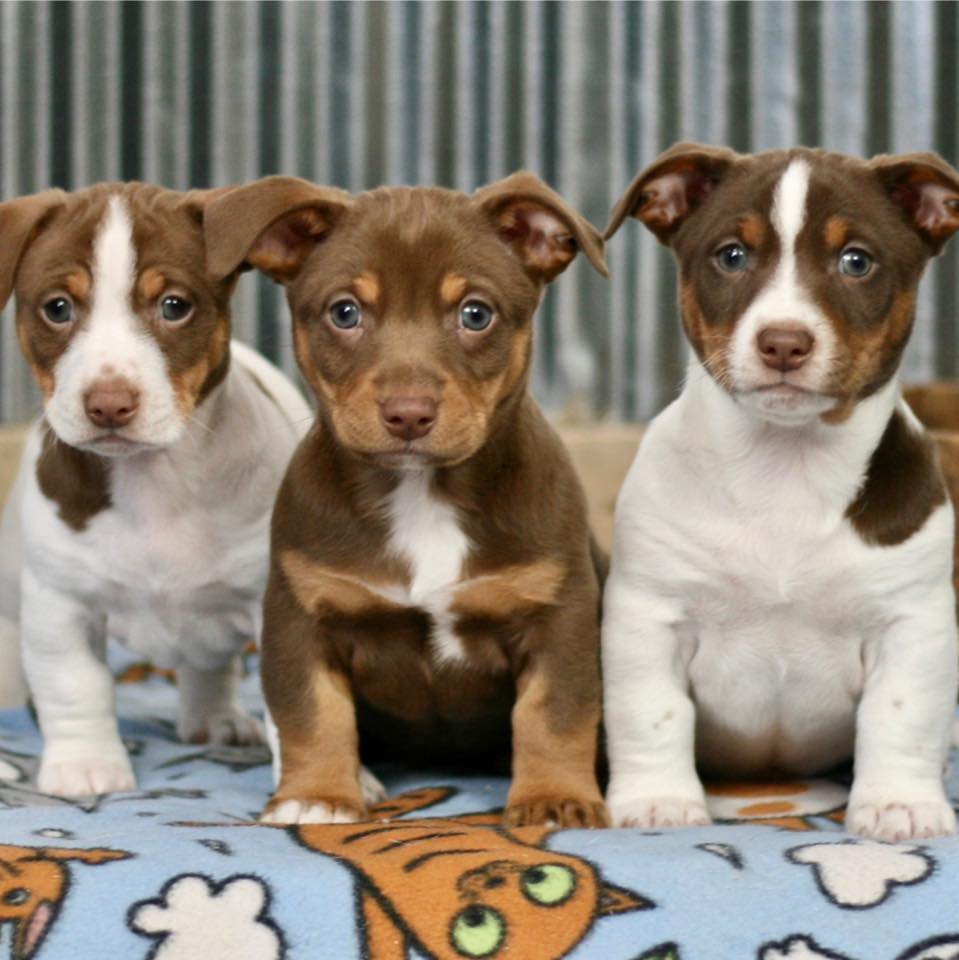 roosevelt terrier puppies