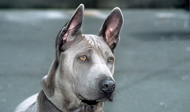 blue thai ridgeback puppy