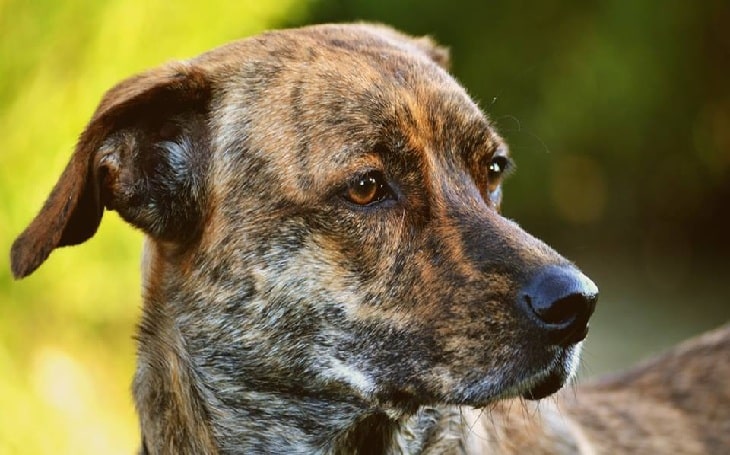 Treeing Tennessee Brindle : History, Temperament, Care, Training ...