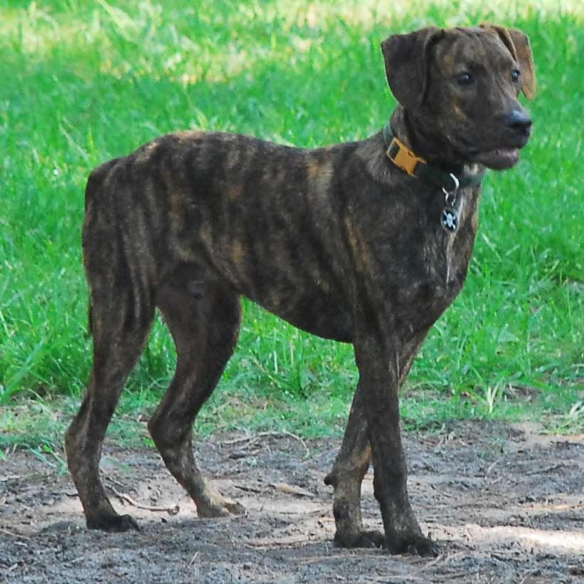 is dry food harmful to a treeing tennessee brindle puppy