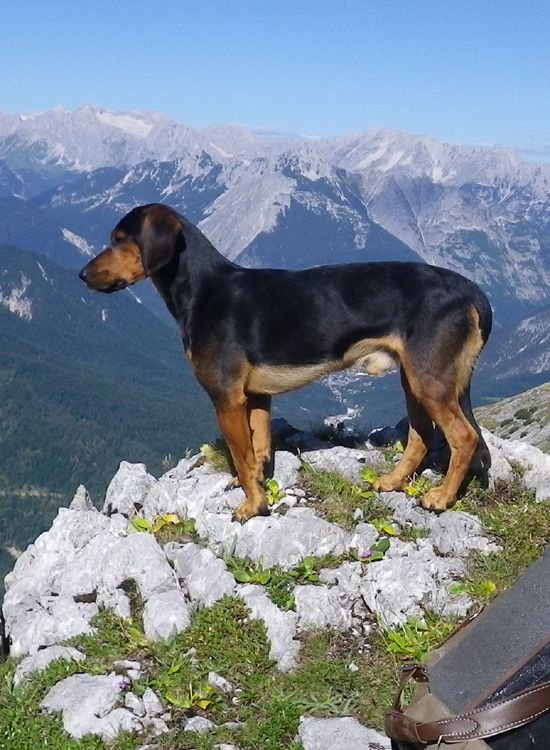 what health problems do tyrolean hound have