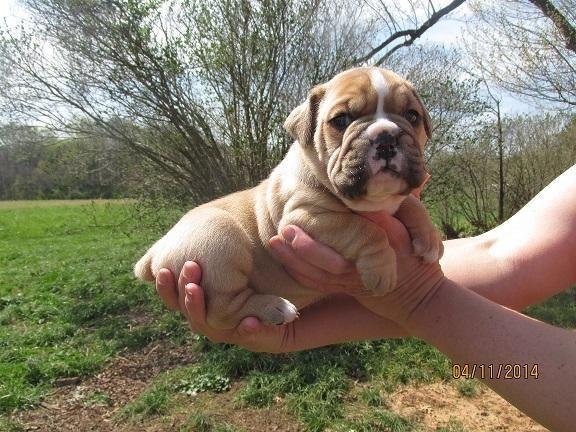 are valley bulldogs pure breeds