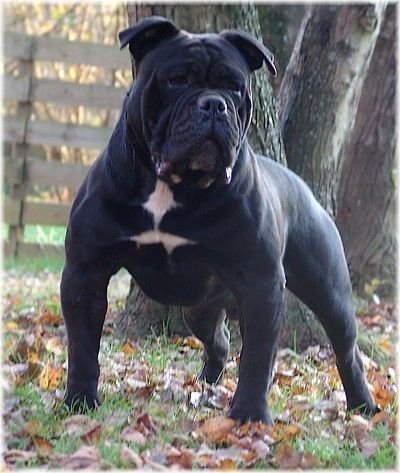 are victorian bulldogs good guard dogs