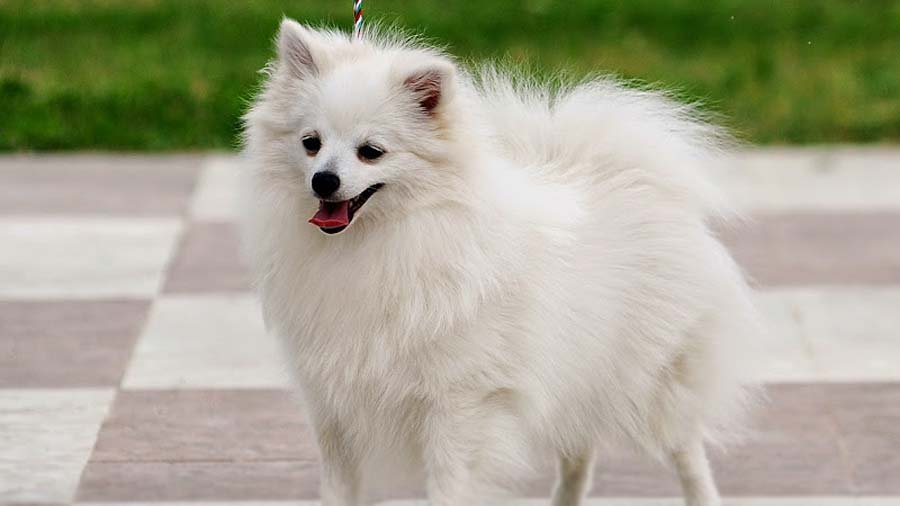 italian spitz