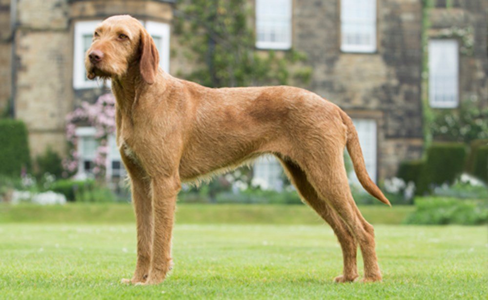 can a wirehaired vizsla guard a home