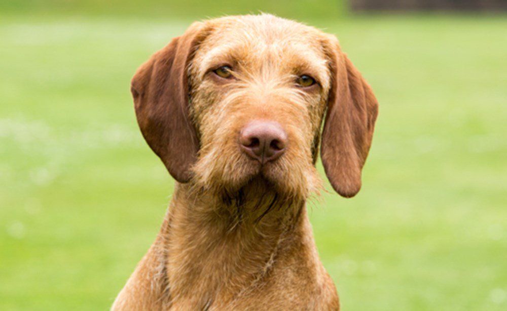 can a wirehaired vizsla guard a home