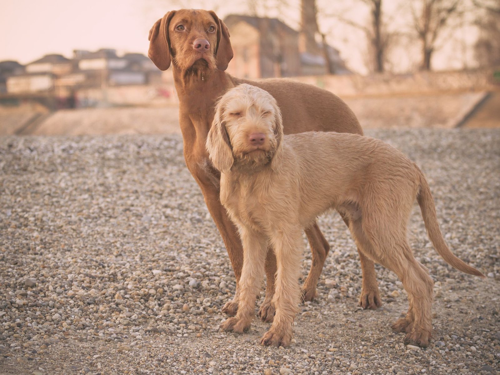 can a wirehaired vizsla guard a home