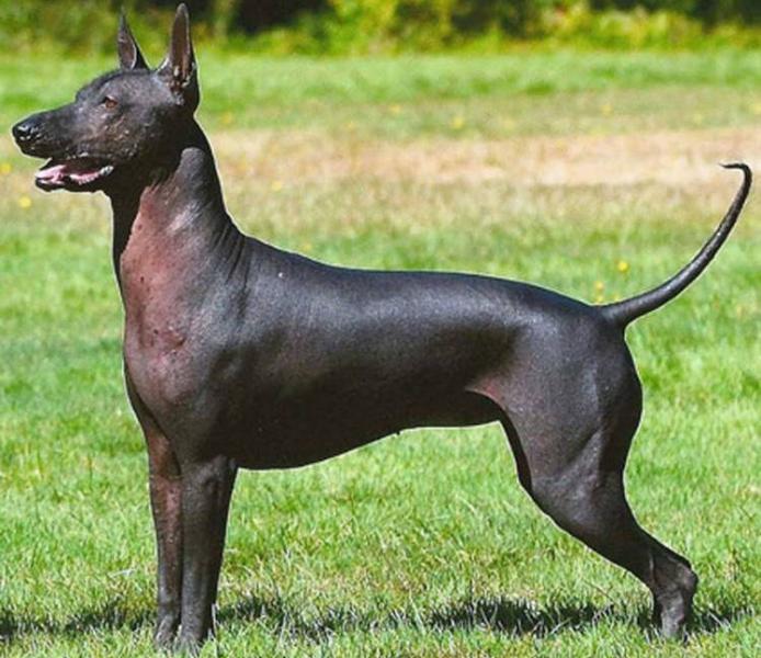 Xoloitzcuintli (Mexican Hairless Dog) : History, Temperament, Care ...