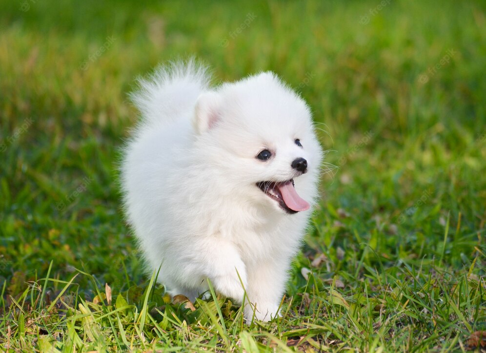 Pomeranian: History, Facts, Temperament, Personality, and Care