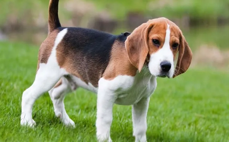 are english foxhound good with kids