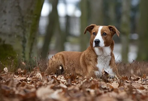 how often should you walk your austrian pinscher puppy