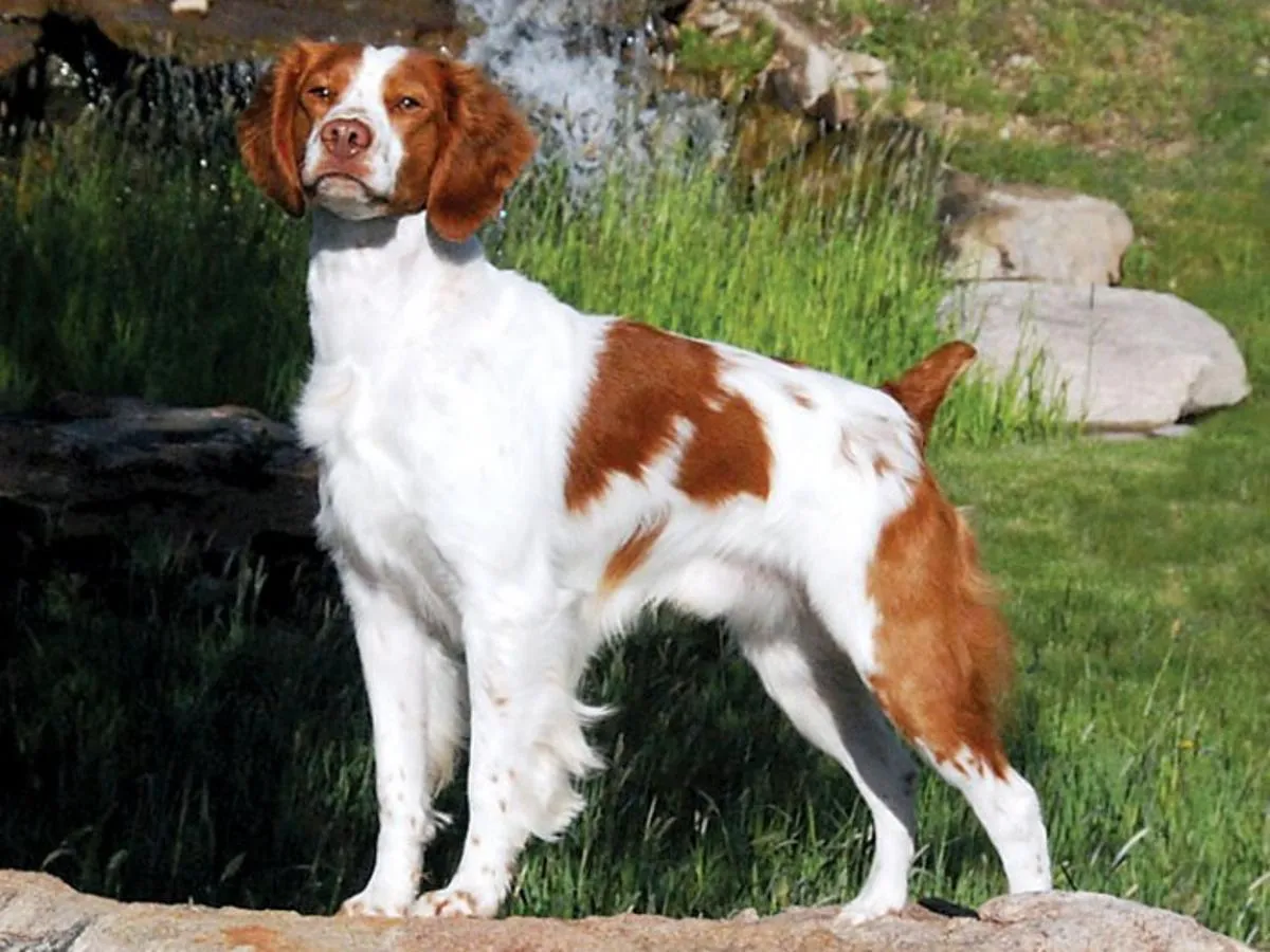 Brittany Dog : History, Temperament, Care, Training, Feeding & Pictures