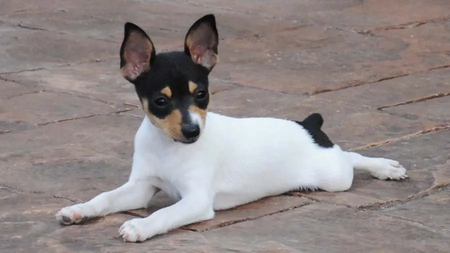 can a chilean terrier guard a home