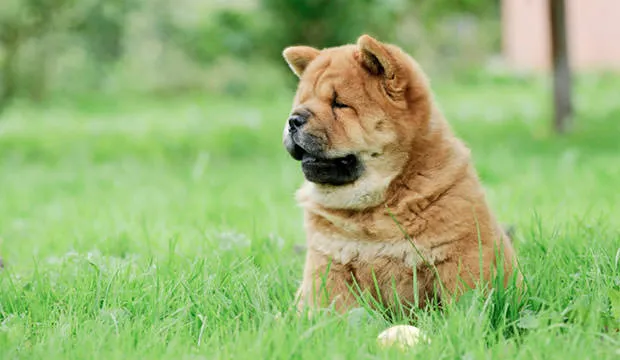 Chinese Foo Dog : History, Temperament, Care, Training, Feeding & Pictures