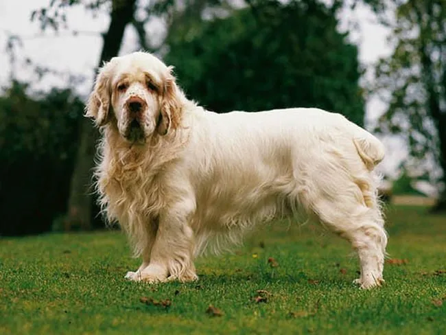 how much should it cost to care for a clumber spaniel