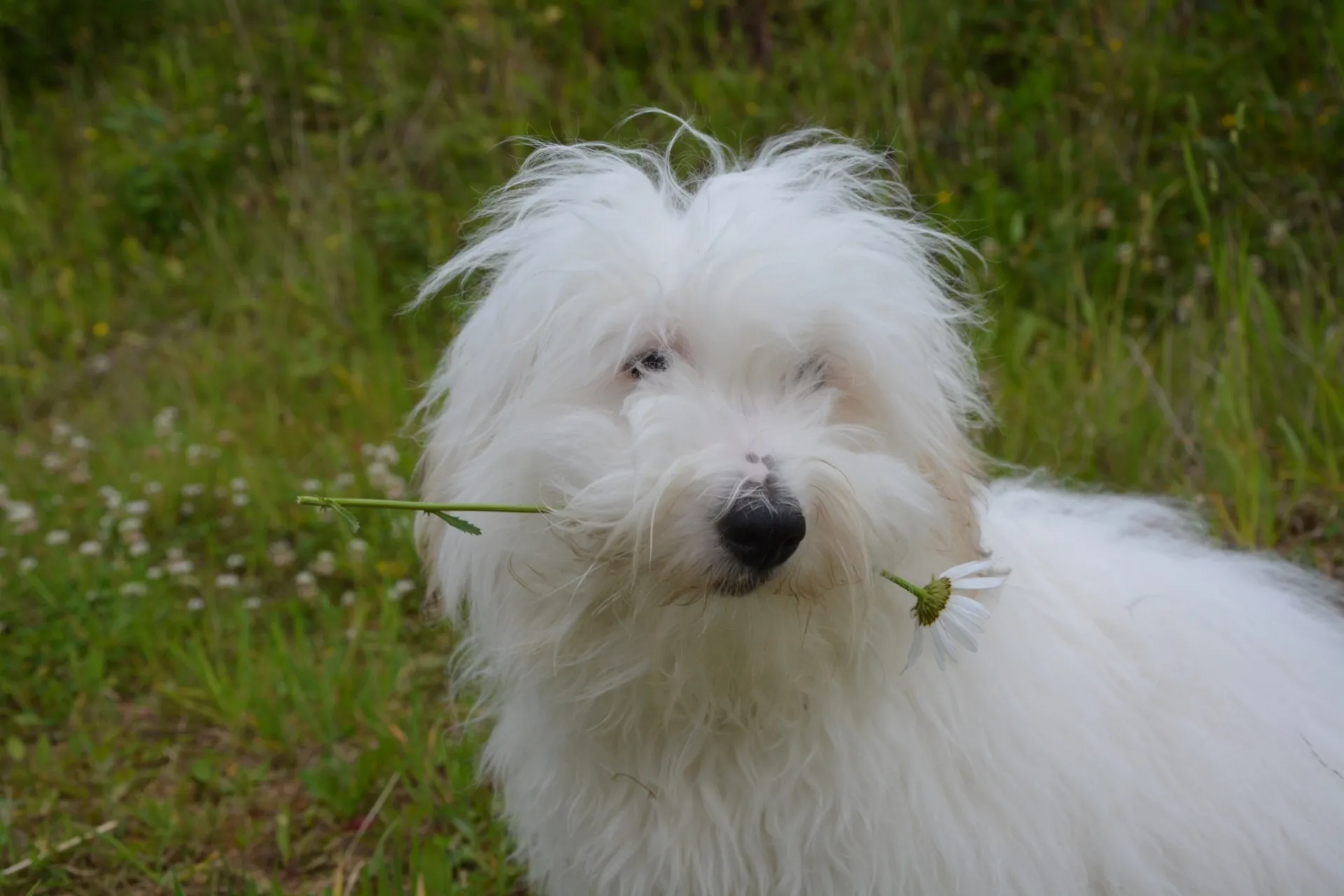 Coton De Tulear : History, Temperament, Care, Training, Feeding & Pictures