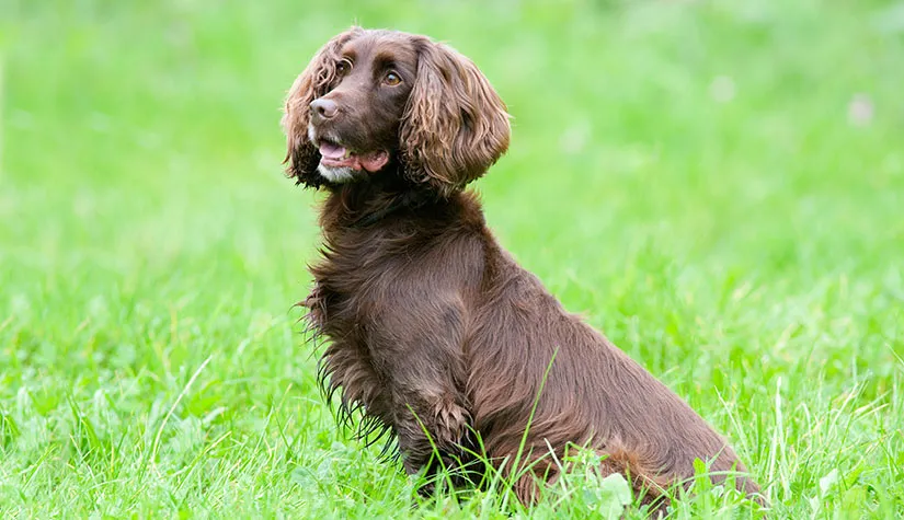 are field spaniel hypoallergenic